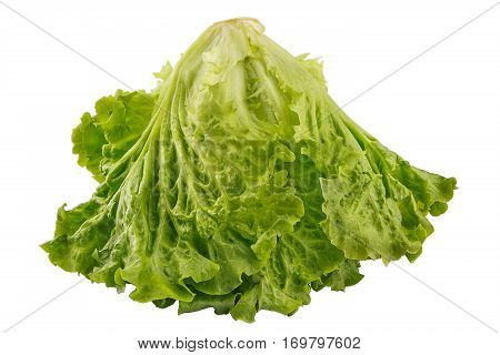 Green fresh lettuce salad closeup isolated on white background