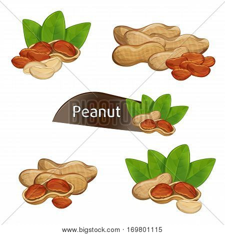 Peanut kernel in nutshell with green leaves set isolated on white background vector illustration. Organic food ingredient, traditional snack. Peanut nut seed whole and shelled, groundnut collection