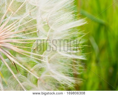 Giant dendelion puffball macro shot on green backgroun