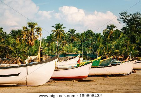 Wooden fishing boats against the palm trees on Morjim beach North Goa India