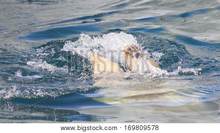 Close-up Of A Polarbear (icebear) Jumping In The Water