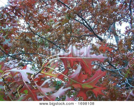 Foglie di autunno