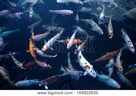 Fish In Water