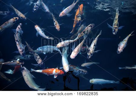 Fish In Water