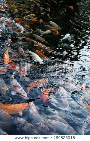 Fish In Water