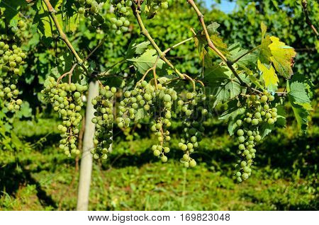 Unripe Grape Bunches