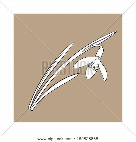 Single galanthus, snowdrop spring flower with stem, leaves, sketch vector illustration isolated on brown background. hand drawing of galanthus, snowdrop, spring flower in vertical position