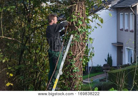 Forestry worker sawing a tree trunk with a chainsaw and professional tool.