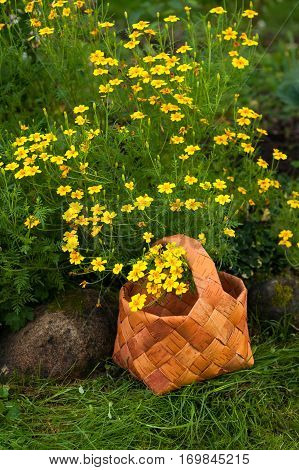 Garden Flowers Tagetes Tenuifolia. Wicker Basket With Yellow Flowers Tagetes Tenoifoliya Closeup.