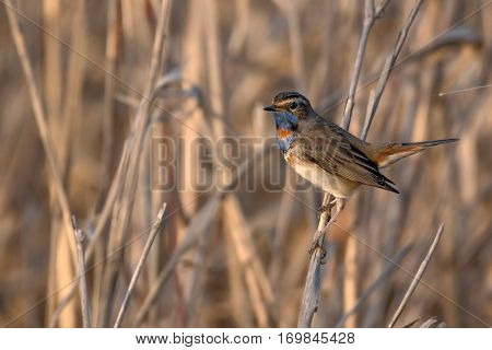 Bluethroat or Luscinia svecica is perching on reed