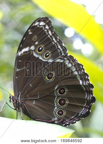 Owl Butterfly, Caligo Sp., In Amazon Rainforest.