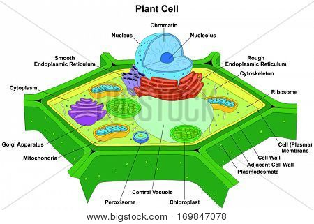 Plant Cell Anatomy Diagram Structure with all part nucleus smooth rough endoplasmic reticulum cytoplasm golgi apparatus mitochondria membrane wall chlorophyll photosynthesis process take place 