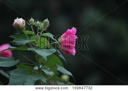 Pink Beautiful Flower, Hibiscus Mutabilis