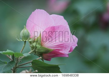 Pink Beautiful Flower, Hibiscus Mutabilis