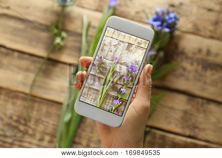 Female hand taking photo of beautiful flowers with smartphone