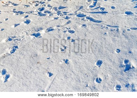 drifts of white snow and footprints of animals and humans