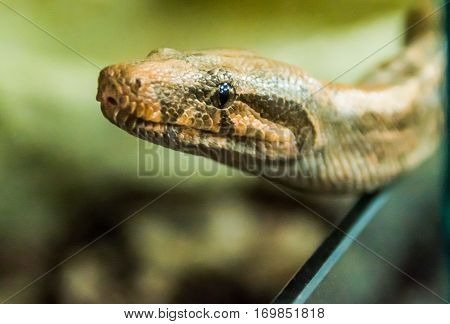 python crawling pyatnistay, reptile, snake, predator, portrait