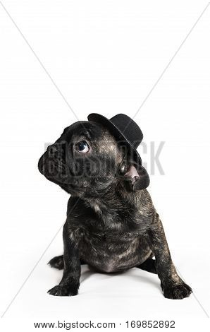 smiling French bulldog puppy wearing a hat portrait over white background