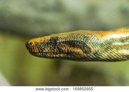 python crawling pyatnistay, reptile, snake, predator, portrait