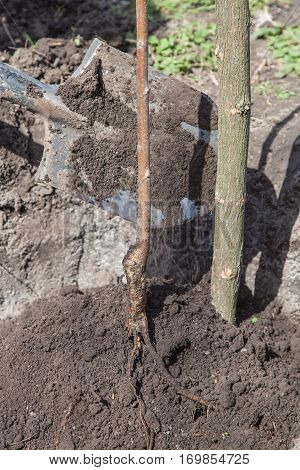 Planting Seedlings In Landing Pit