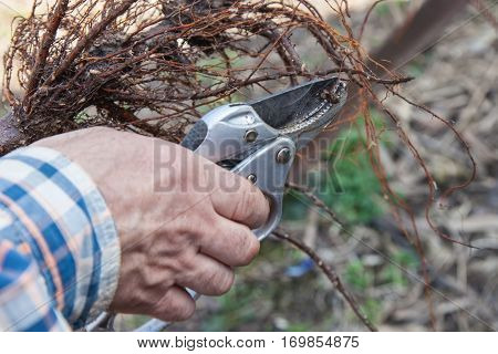 Pruning Root Seedlings Before Planting
