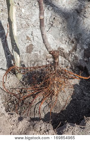 Planting Seedlings In Landing Pit