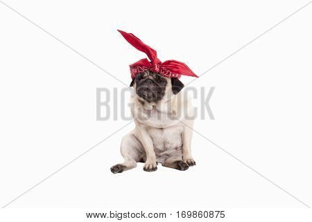 adorable pug puppy dog with red western scarf on head, isolated on white background