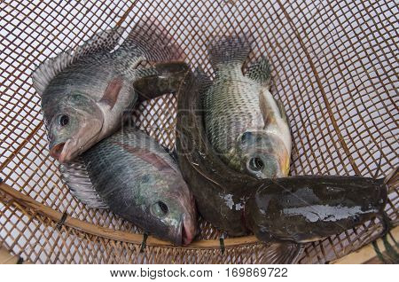 fresh tilapia catfish fishes on Bamboo wickerwork