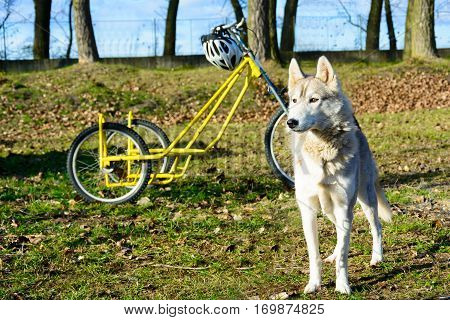 Siberian huskies waiting for the race. Dog sledding. A Dog's Life sporting dog.