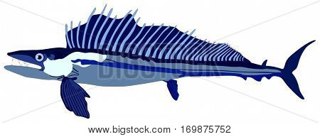 Vector Lancet Fish lives is ocean and under deep blue water life one of top sea predators