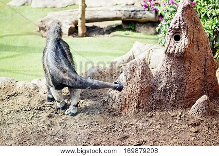 Grey Ant-eater Looking For Ants
