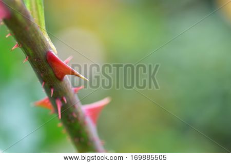 Rose Thorns In The Farm