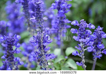 Blooming Blue Bugleweeds Ajuga