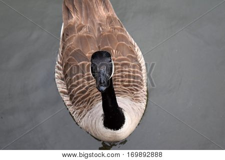 Beautiful graceful curious goose looking at camera