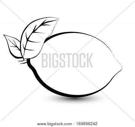 Outline sketch monochrome lemon lime. Black and white elegant contour of the fruit. Drawing for coloring and design packaging for juices diet food.