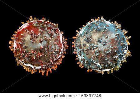 B- and T-lymphocytes. Immune cells isolated on black background. 3D illustration