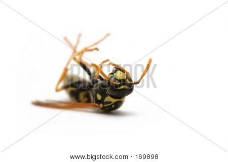 死黄蜂