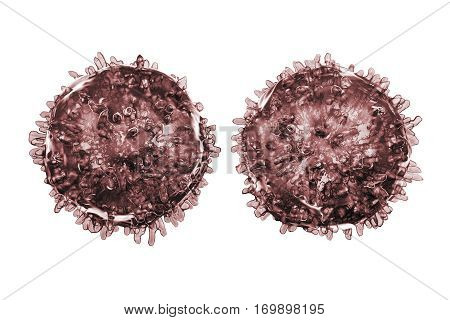 B- and T-lymphocytes. Immune cells isolated on white background. 3D illustration