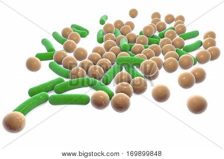 Microbes of different shapes. Rod-shaped and spherical bacteria isolated on white background. 3D illustration