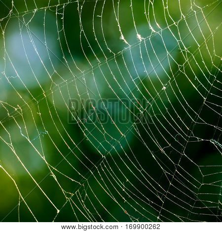 Spiderweb on background of green leaves.