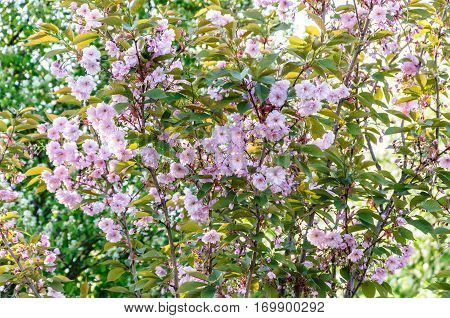 Cherry pink flowers on light green background