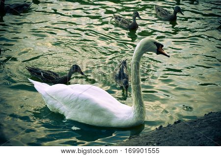White swan swimming gently in still lake water ingreen light