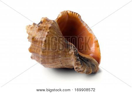 Shell Rapan on a white background with shadow