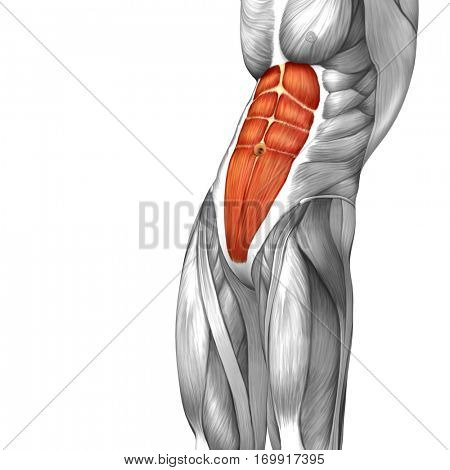 Concept conceptual 3D illustration chest human anatomy or anatomical and muscle isolated on white background metaphor to body, tendon, spine, fit, abs, strong, biological, gym, fitness, health medical