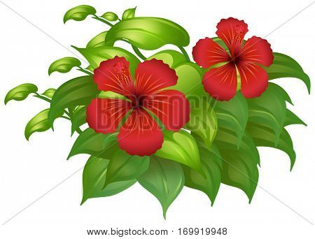 Red hibicus flowers on green bush illustration