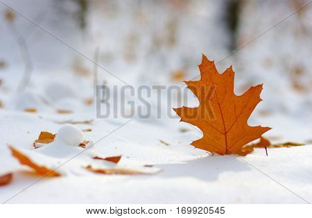 Yellow leaves in snow. Late fall and early winter. Blurred nature background with shallow dof.