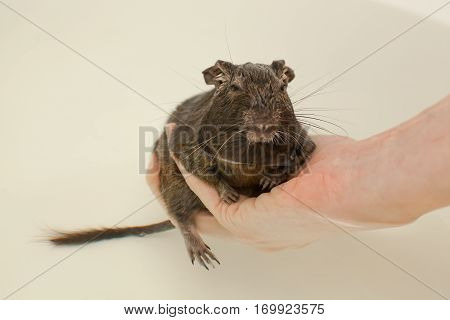 rodent sitting in hand and looking at camera