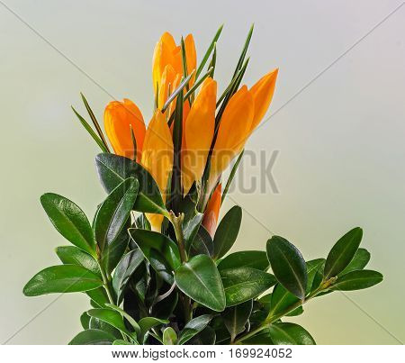 Orange Crocus Heuffelianus Flowers, Floral Arrangement, Bouquet, Close Up.