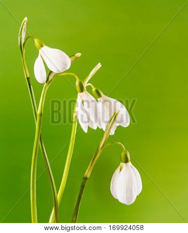White Galanthus Flowers, Bouquet, Floral Arrangement (snowdrop, Milk Flower), In Romanian Know As 