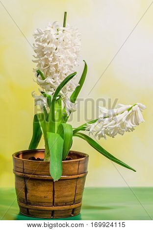 White Hyacinthus Orientalis Flower (common Hyacinth, Garden Hyacinth Or Dutch Hyacinth) In A Brown R